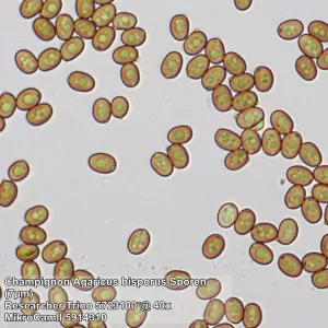 Микроскоп Bresser Researcher Trino, изображение 13