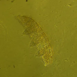 Микроскоп биологический инвертированный MAGUS Bio V360, изображение 24