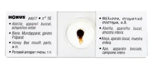 Набор микропрепаратов Konus 25: «Беспозвоночные и насекомые», изображение 8