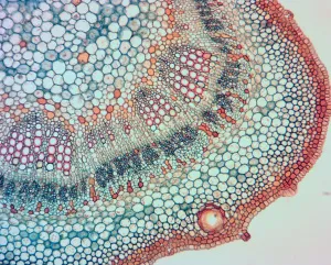 Видеоокуляр ToupCam 14 Мпикс, изображение 6