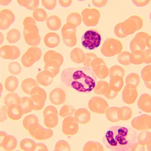 Микроскоп биологический цифровой MAGUS Bio D250T, изображение 27