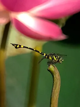 Фототелескоп Levenhuk Kelvin MAK80 AZ, изображение 9