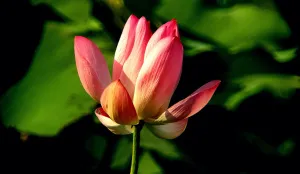 Фототелескоп Levenhuk Kelvin MAK127 AZ GOTO Wi-Fi, изображение 15